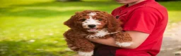 Cavapoo dogs for sale: Blaise Cavapoo  - Ad 3