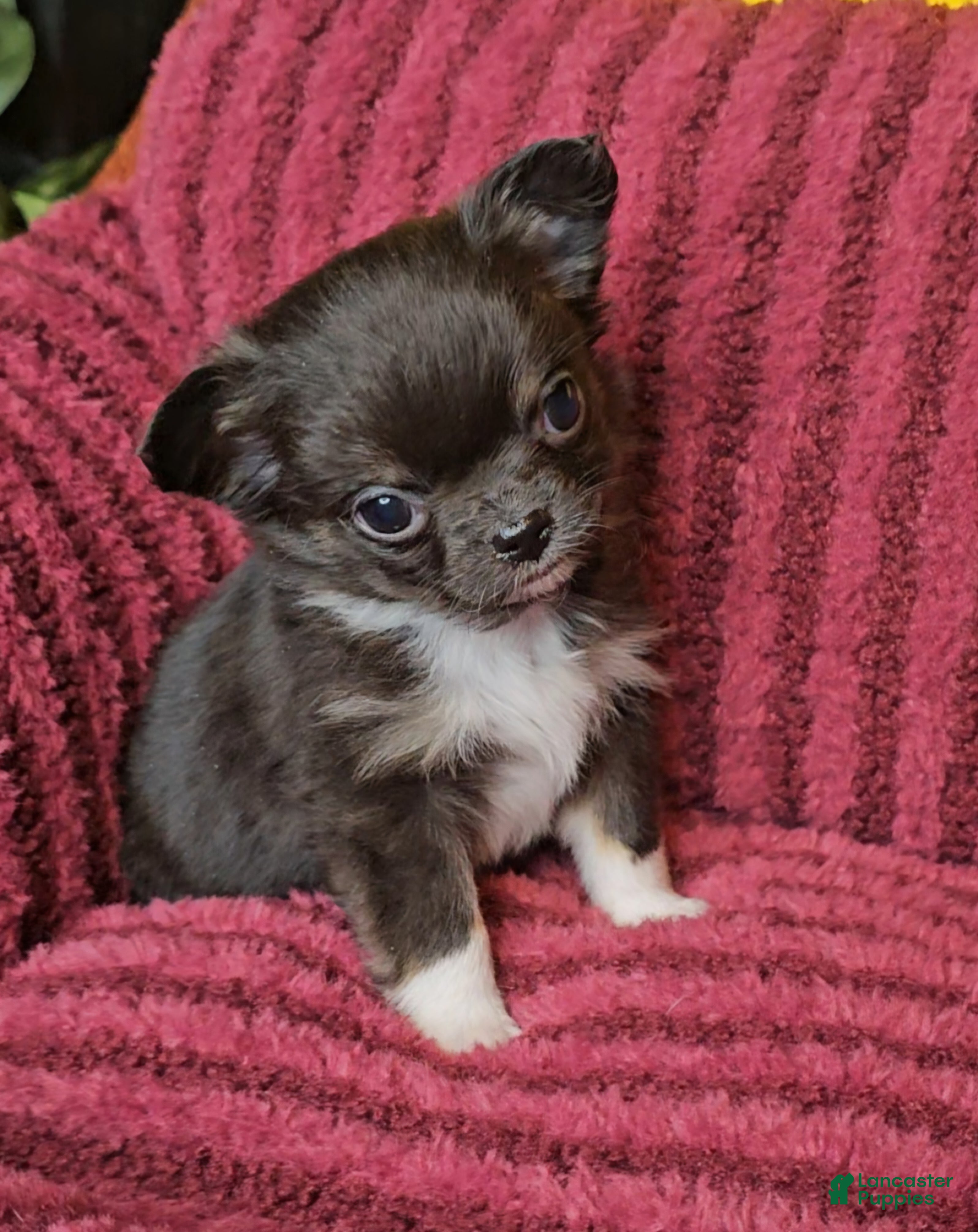 Chihuahua dogs Charlie - Ad 40