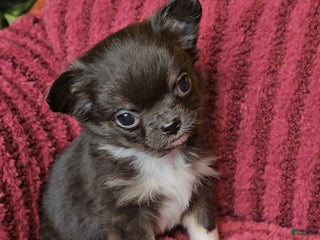 Chihuahua dogs Charlie - Ad 40