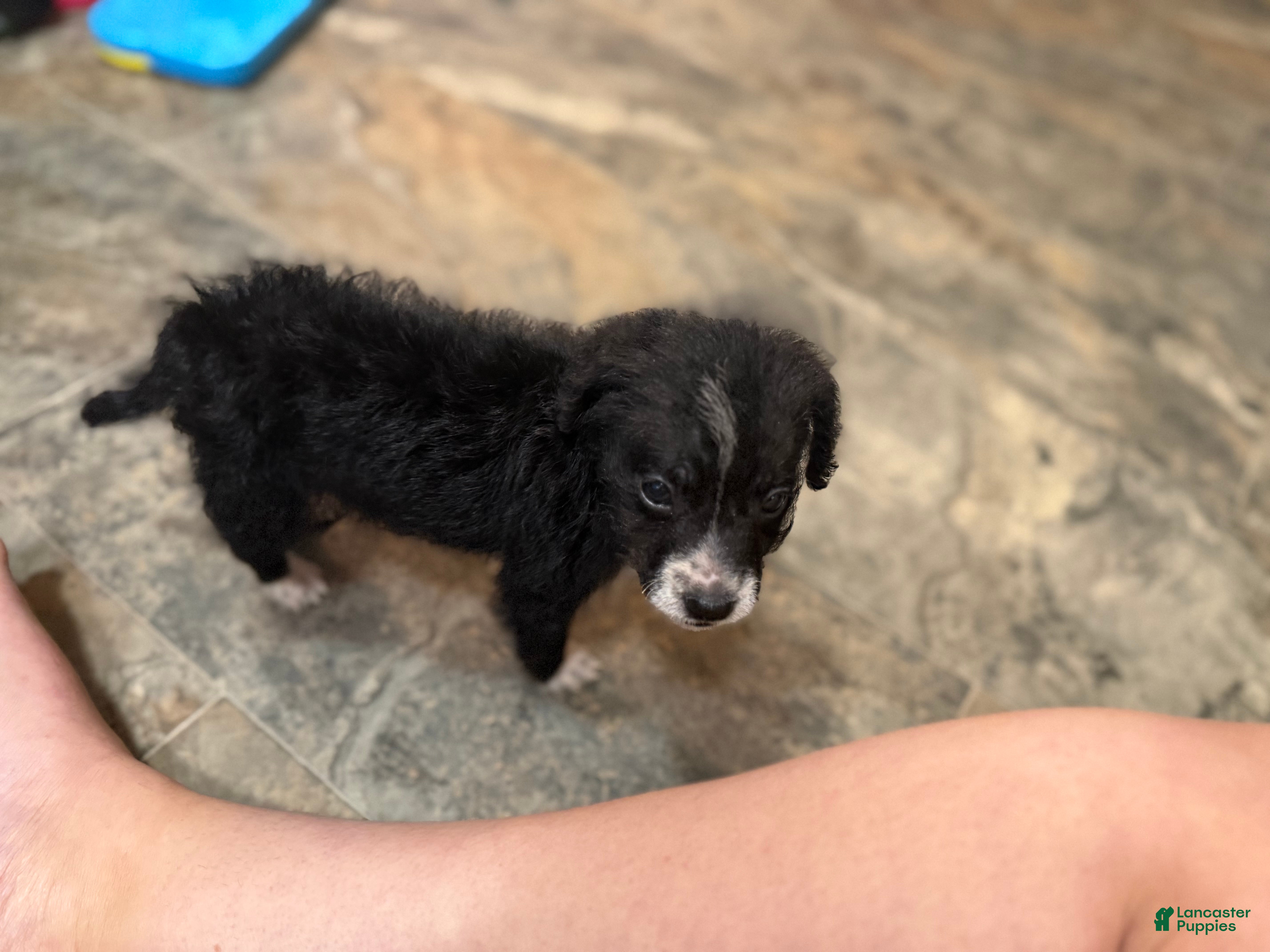 Chihuahua dogs Cammy - Ad 2