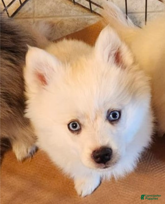 Pomsky dogs Mr Asher - Ad 1