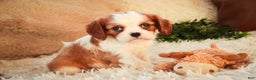 Cavalier King Charles Spaniel dogs for sale: Flora Jo - Ad 3