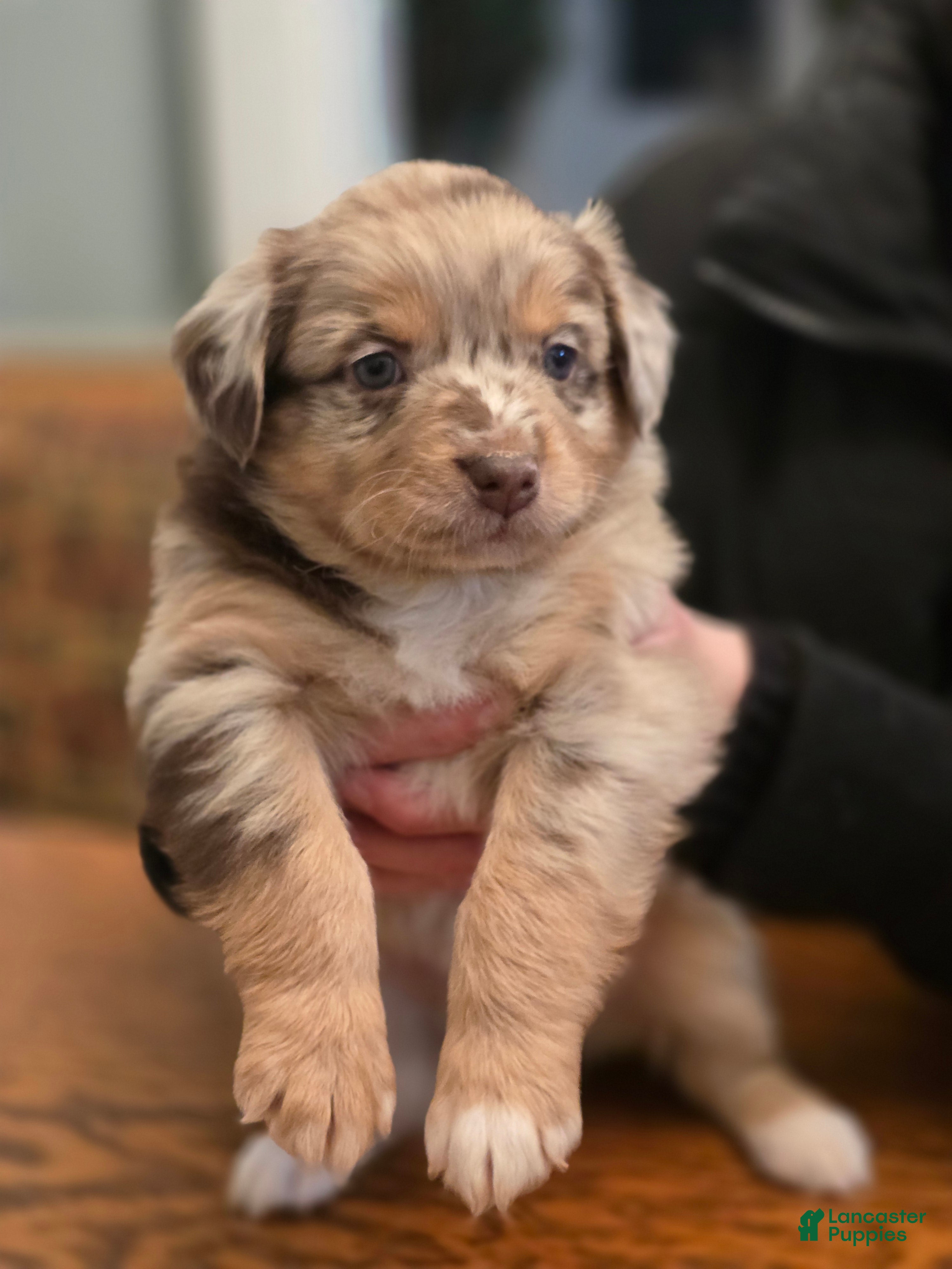 Australian Shepherd dogs Australian Shepherd Puppy 3 - Ad 39