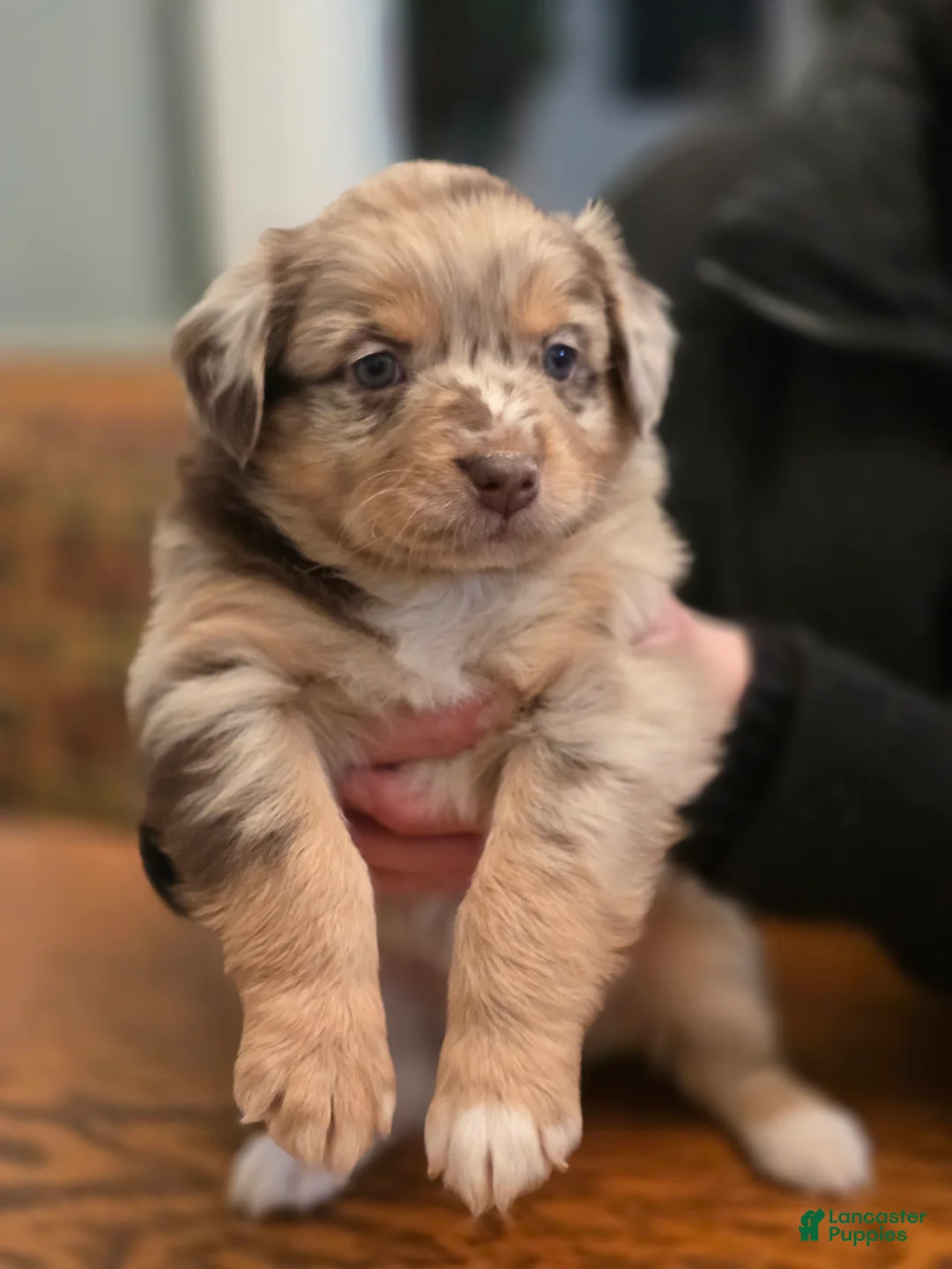 Australian Shepherd dogs for sale: Australian Shepherd Puppy 3 - Ad 1