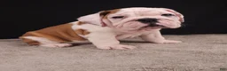 English Bulldog dogs for sale: Charlie  - Ad 23