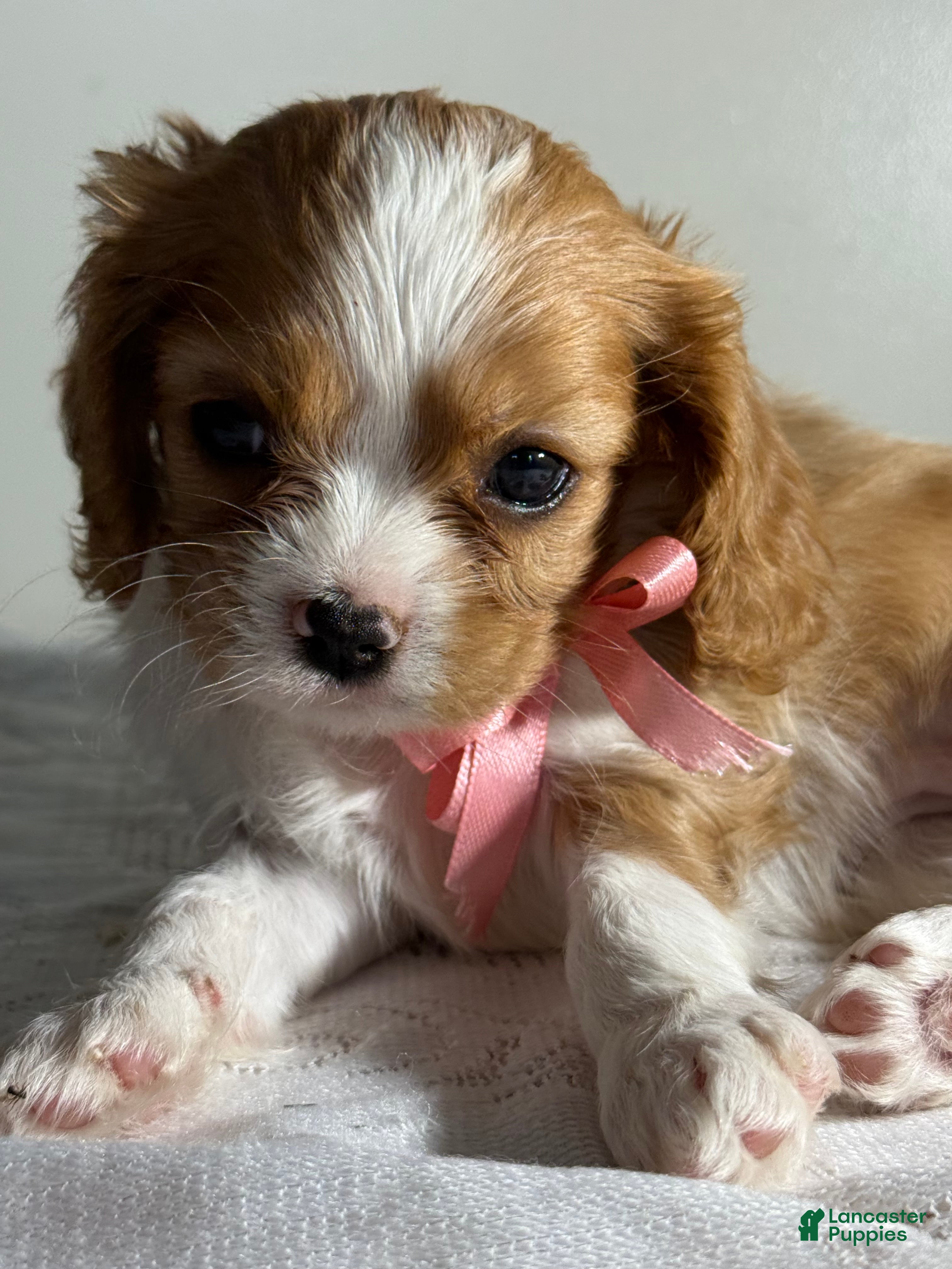 Cavalier King Charles Spaniel dogs Cookie Cavalier King Charles Spaniel  - Ad 2