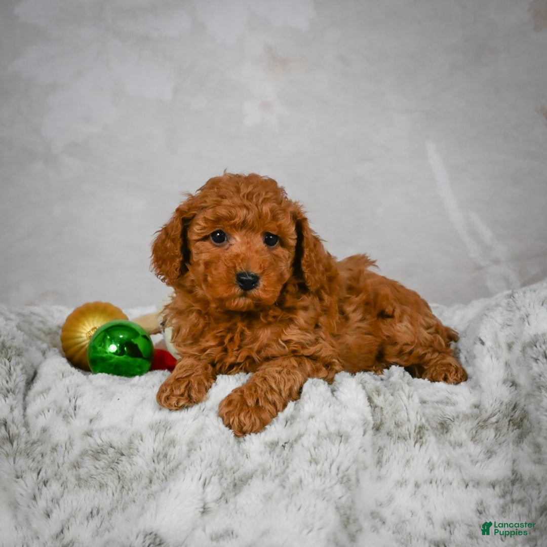 Miniature Poodle dogs for sale: Conner - Ad 5