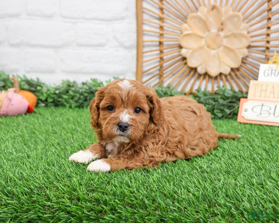 Cavapoo dogs for sale: Gracie  - Ad 3