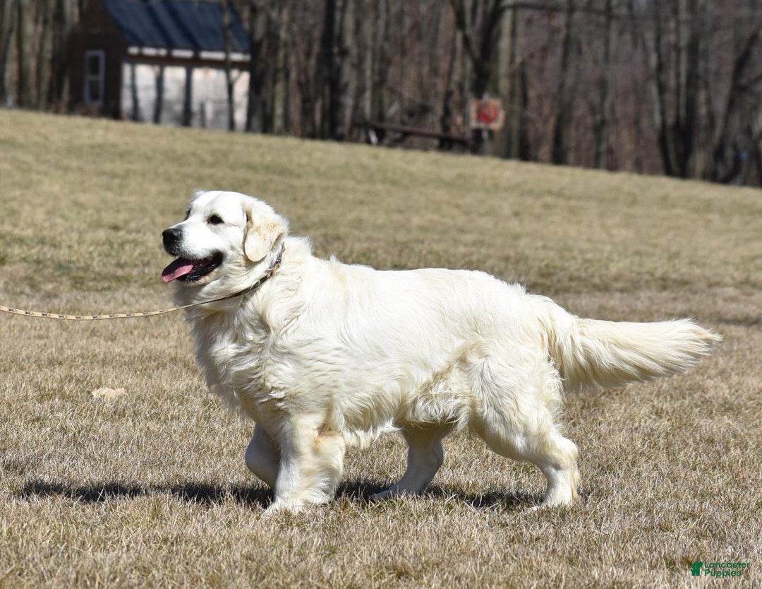 Golden Retriever dogs for sale: Golden Retriever Puppy 1 - Ad 7