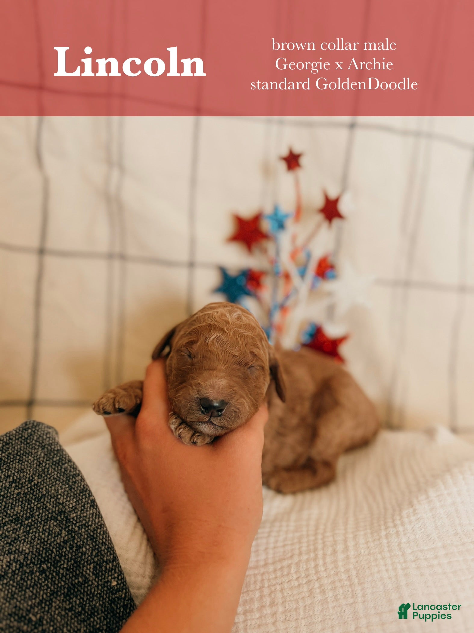 Goldendoodle dogs Lincoln - Ad 5