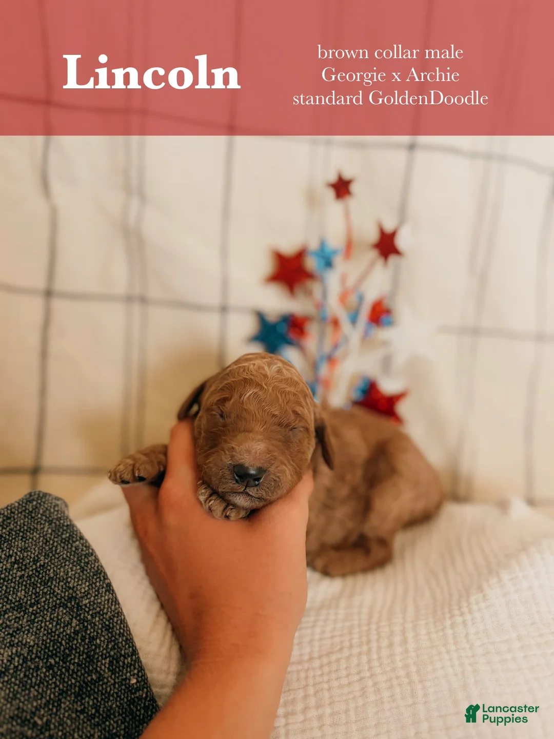 Goldendoodle dogs for sale: Lincoln - Ad 1