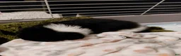 Pomeranian dogs for sale: Pomeranian 1 - Ad 2