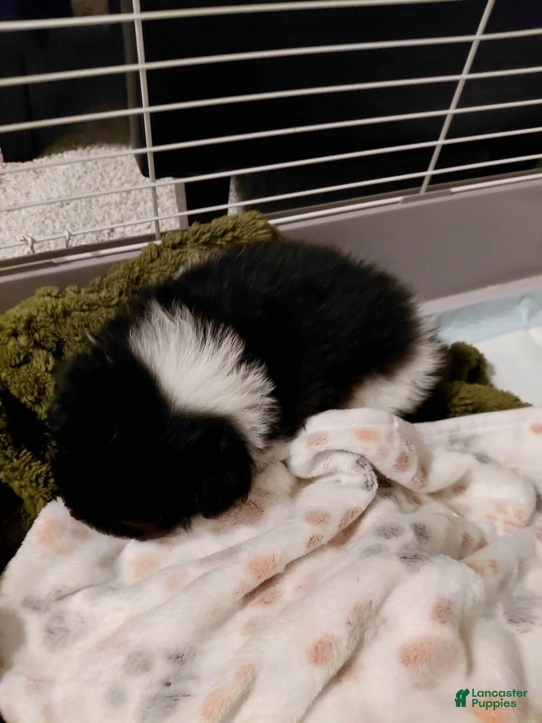 Pomeranian dogs for sale: Pomeranian 1 - Ad 2