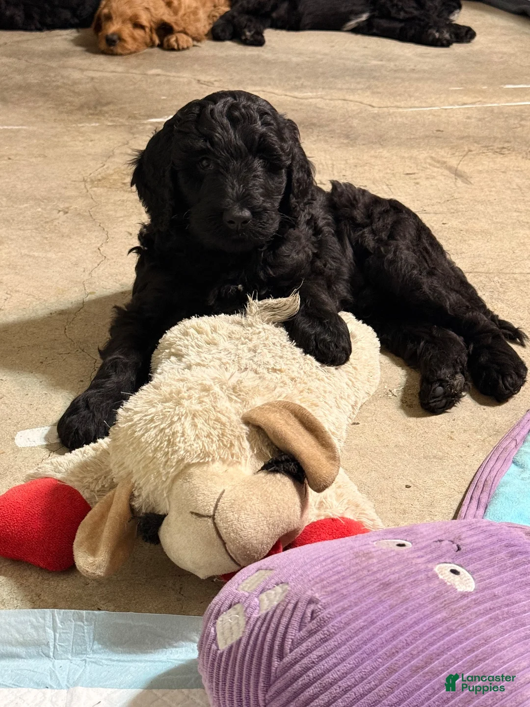 Double Doodle dogs for sale: Duke - Ad 9