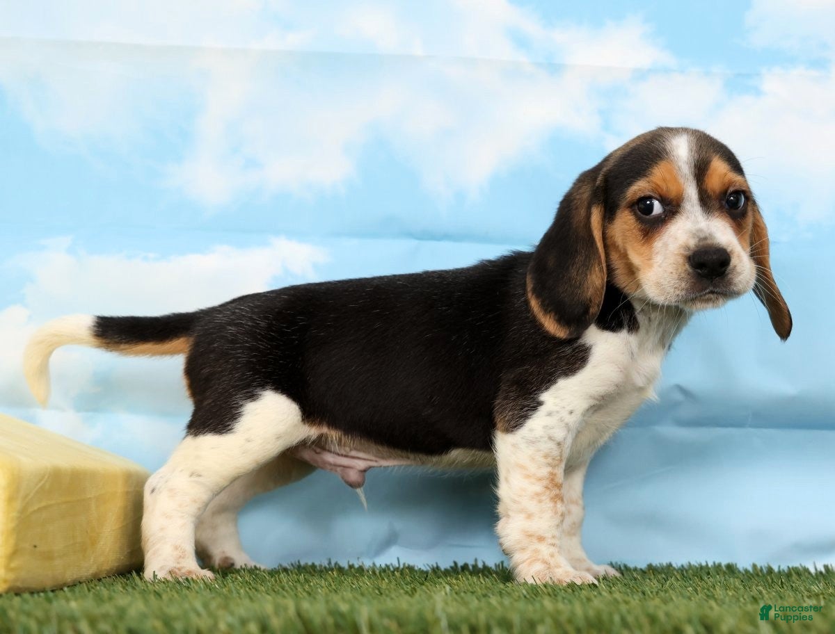 Beagle dogs Diesel - Ad 1