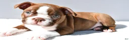 Boston Terrier dogs for sale: Tyson - Ad 3