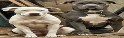 American Pit Bull Terrier dogs for sale: Luna - Ad 7