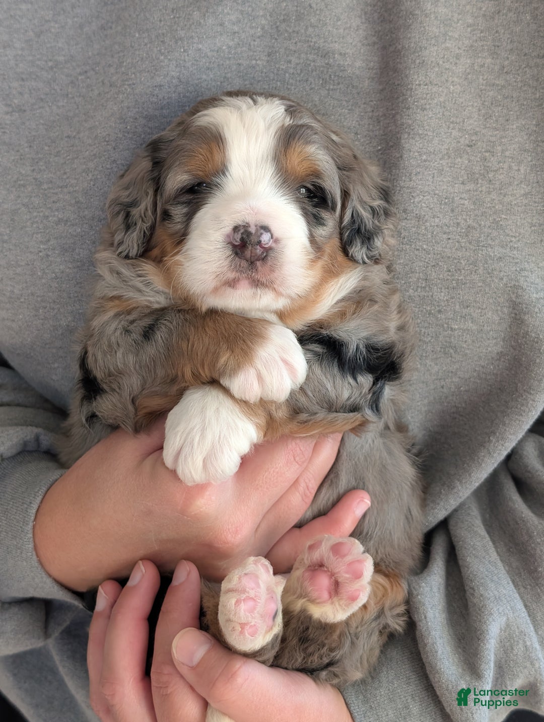 Mini Bernedoodle dogs for sale: Mini Baker  - Ad 6