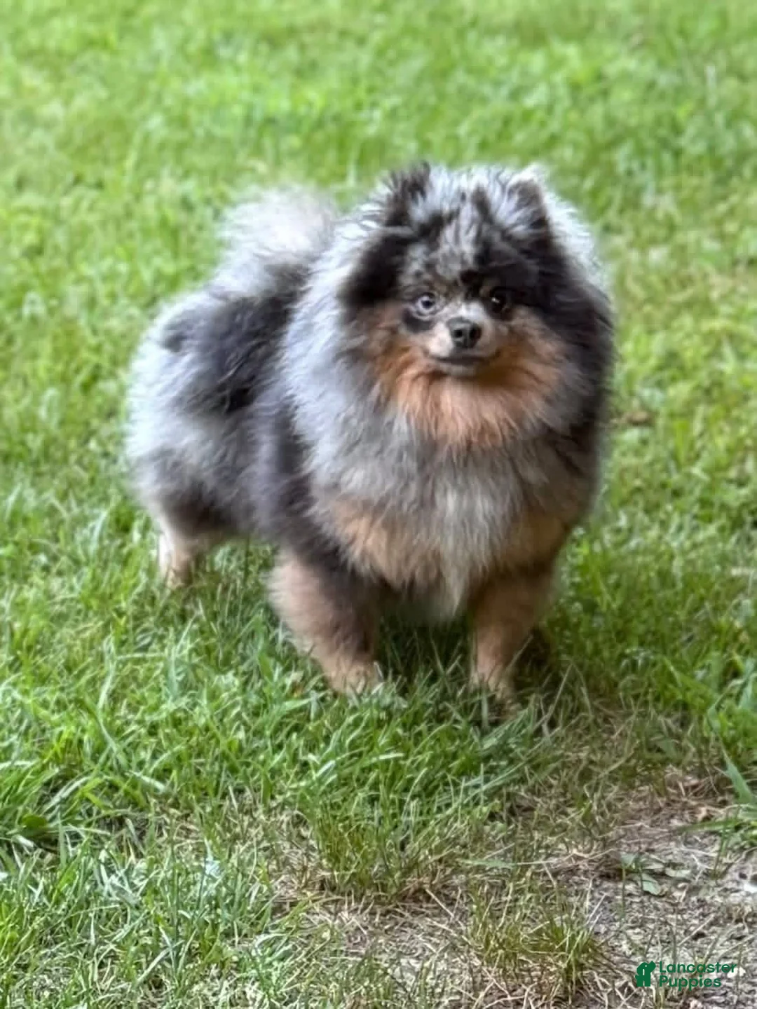 Pomeranian dogs for sale: Eli - Ad 3