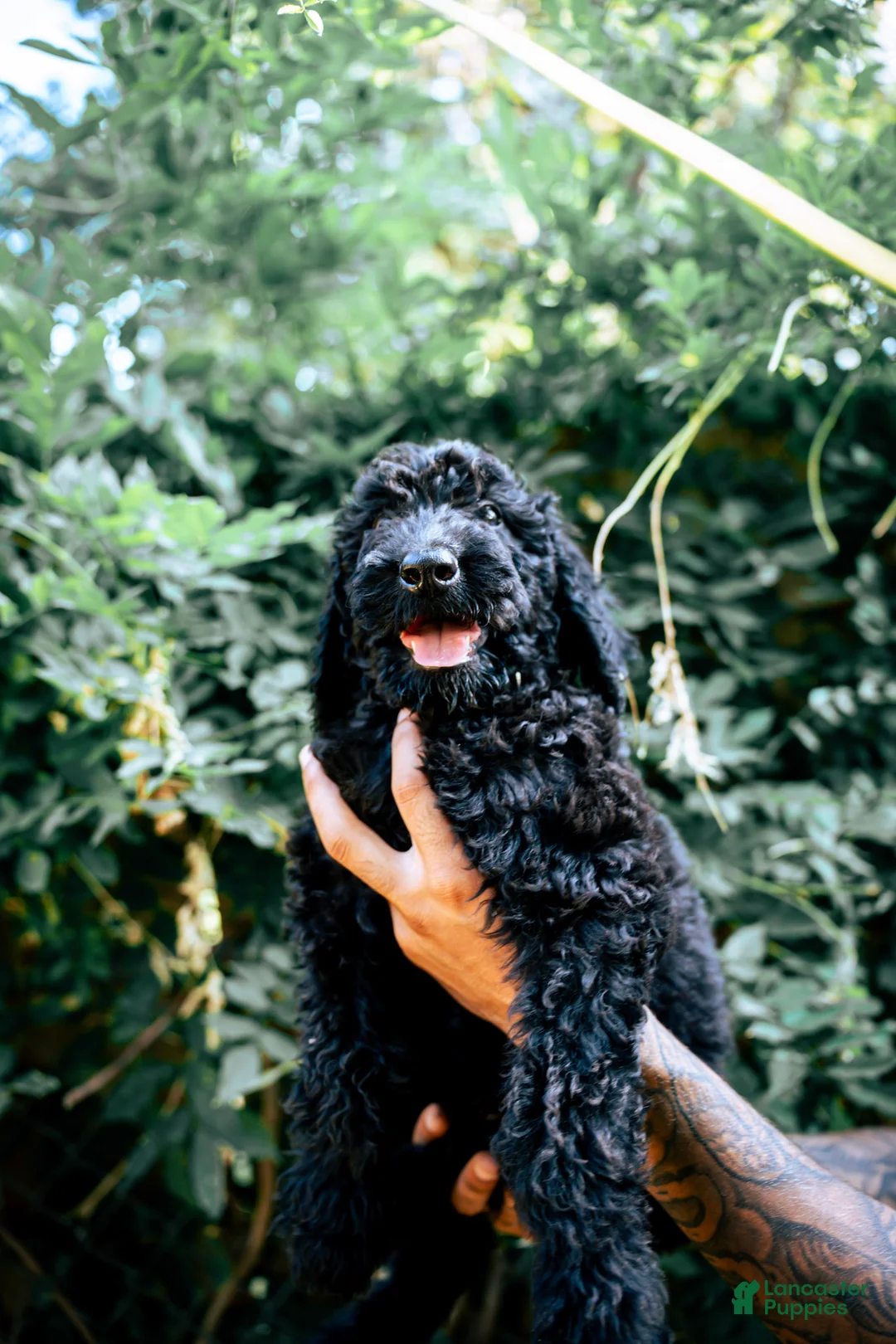 Goldendoodle dogs for sale: Ace - Ad 2