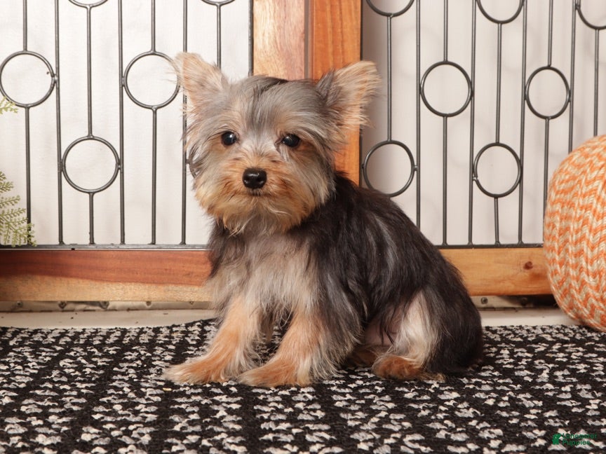 Yorkshire Terrier dogs Noah Loving Male Yorkie - Ad 2