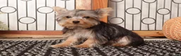 Yorkshire Terrier dogs for sale: Noah Loving Male Yorkie - Ad 2