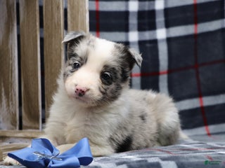 Border Collie dogs Ozzy - Ad 9