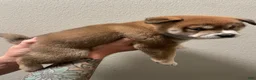Shiba Inu dogs for sale: Mary - Ad 4