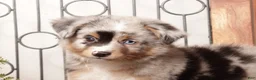 Miniature Australian Shepherd dogs for sale: River - Mini Aussie  - Ad 2