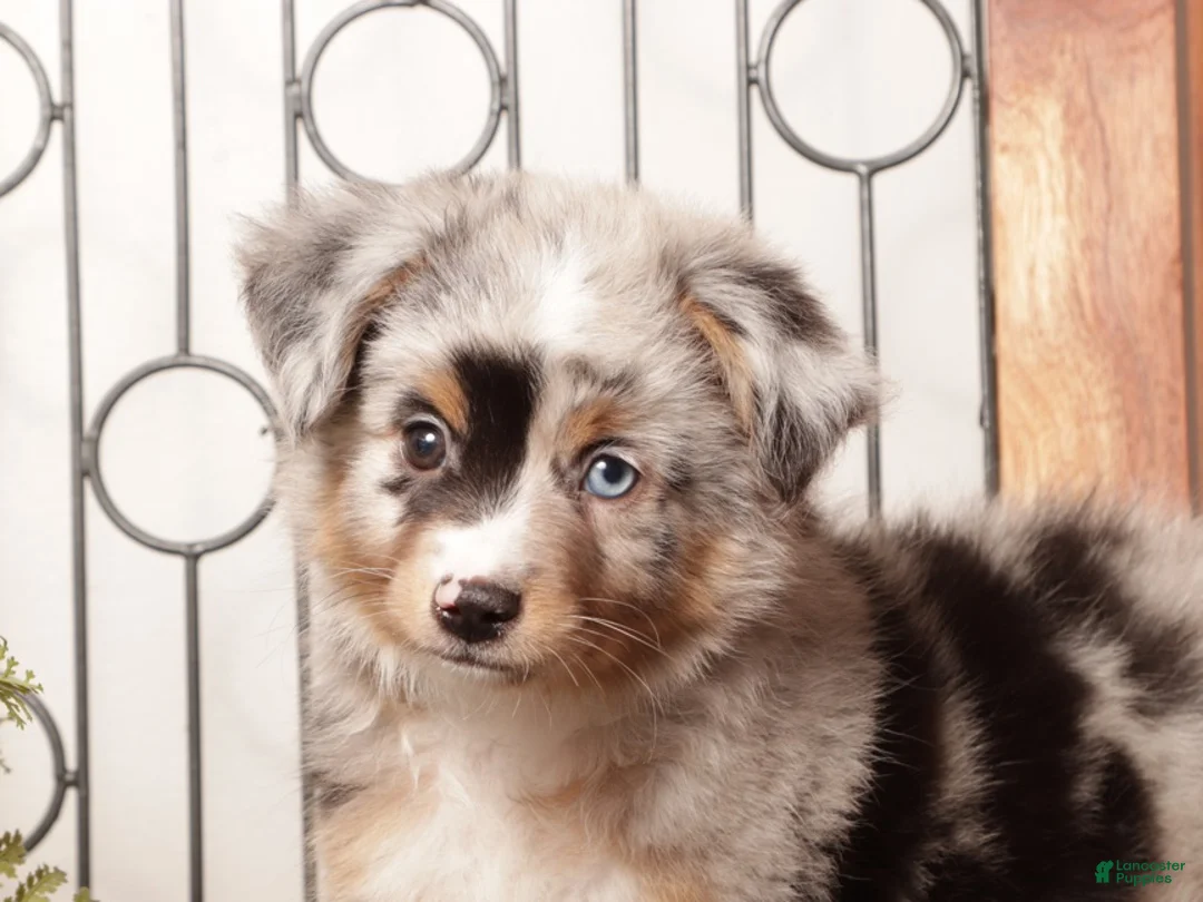 Miniature Australian Shepherd dogs for sale: River - Mini Aussie  - Ad 2