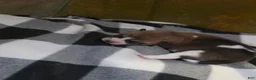 Shiba Inu dogs for sale: Shiba Inu 4 - Ad 6