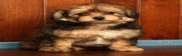 Pomapoo dogs for sale: Penny - Ad 5