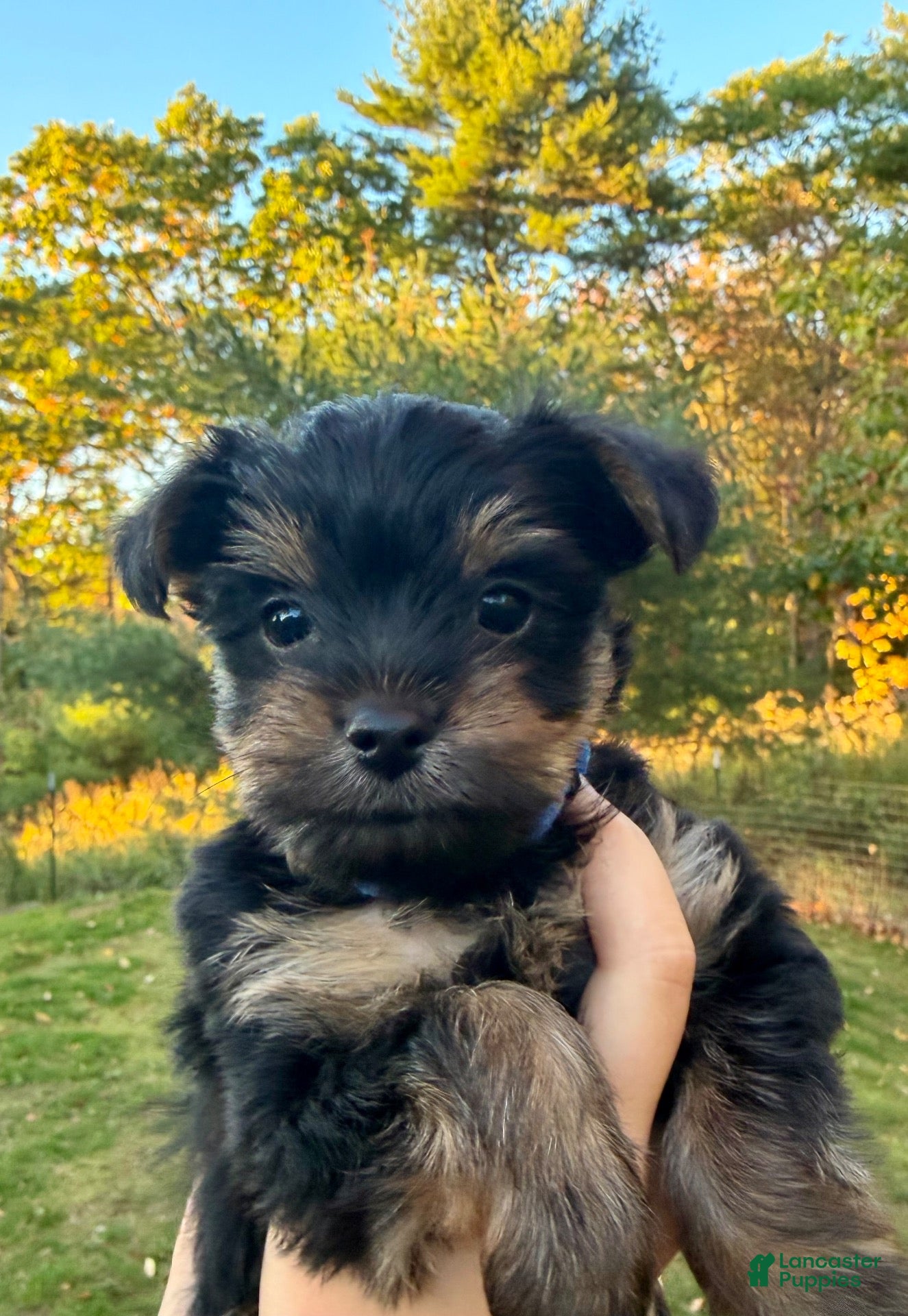 Yorkiepoo dogs for sale: Yorkiepoo 3. Blue collar  - Ad 1