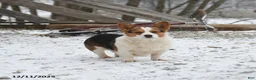 Welsh Corgi Pembroke dogs for sale: Bethany - Ad 7