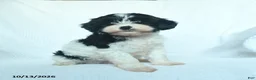 Mixed Breed dogs for sale: Cider - Ad 4