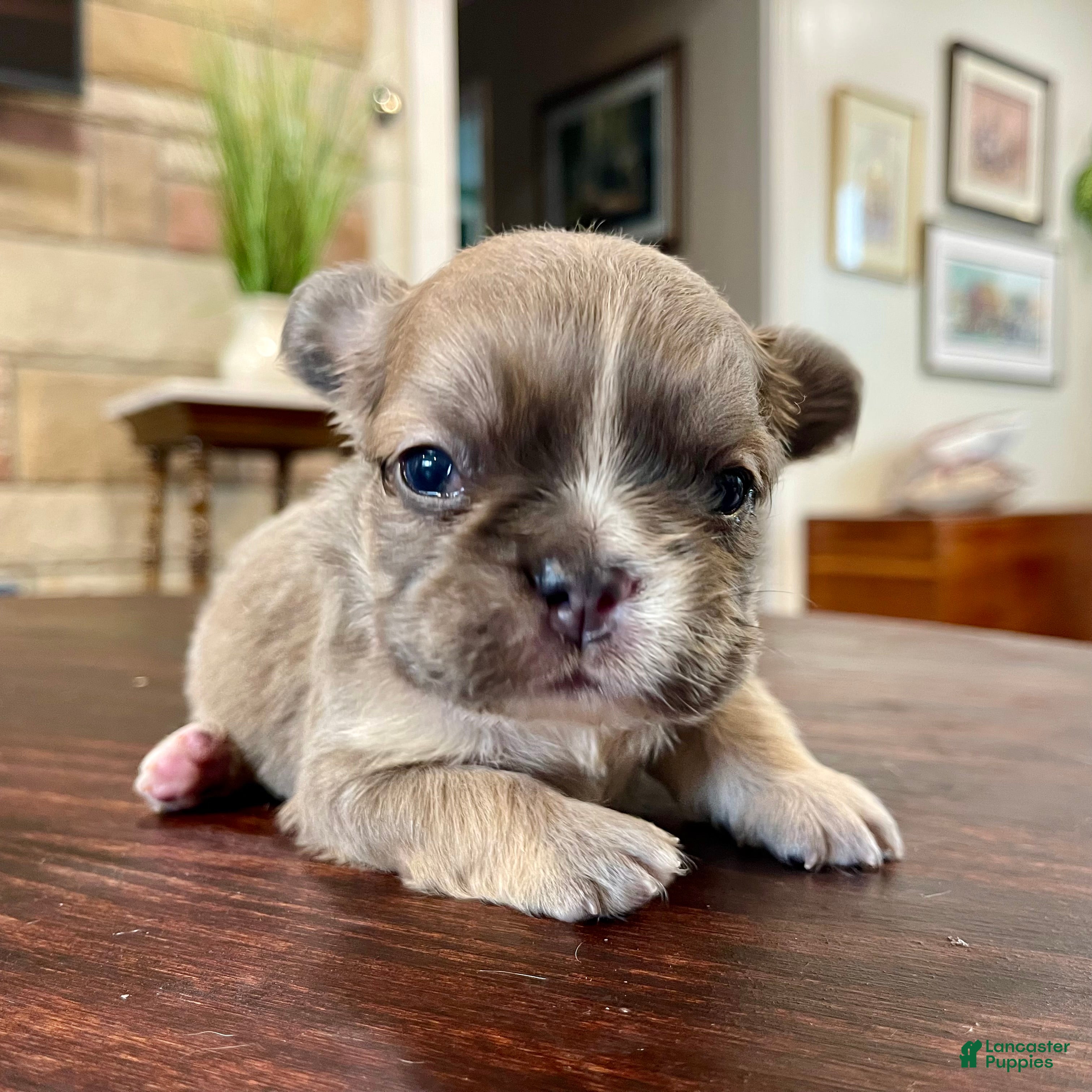 French Bulldog dogs Meredith - Ad 10
