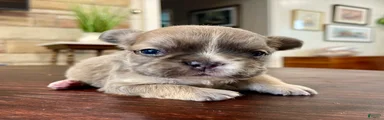 Meredith