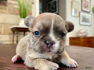 French Bulldog dogs Meredith - Ad 10