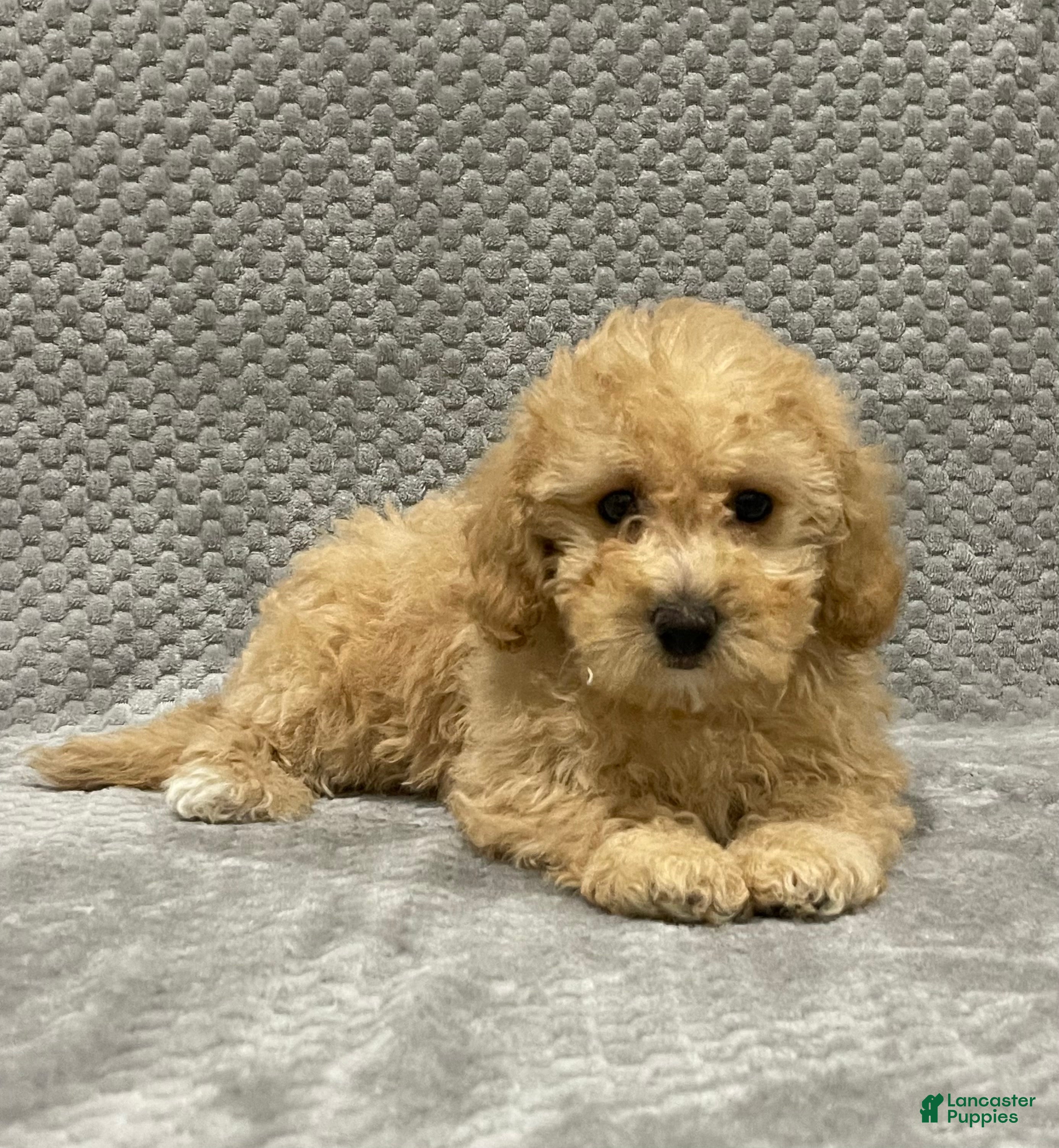 Bichpoo dogs Fiona - Ad 1