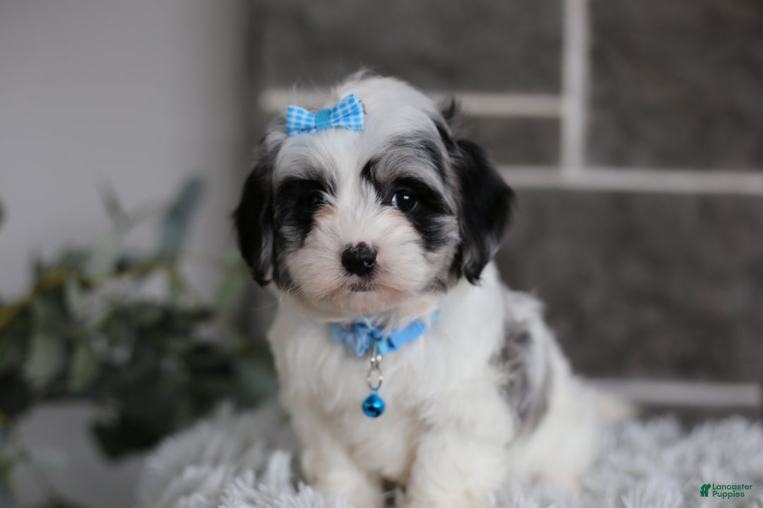 Maltipoo dogs for sale: Sapphire - Ad 9