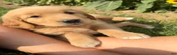 Golden Retriever dogs for sale: Cooper - Ad 4