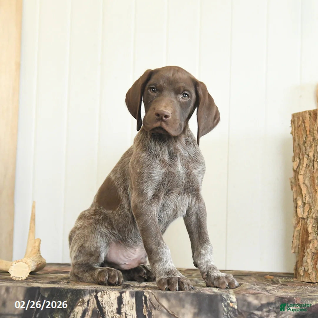 German Shorthaired Pointer dogs for sale: Dune - Ad 2