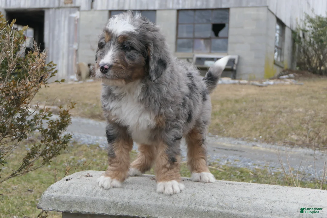 Mini Bernedoodle dogs for sale: Mini Bernedoodle Dakota - Ad 2