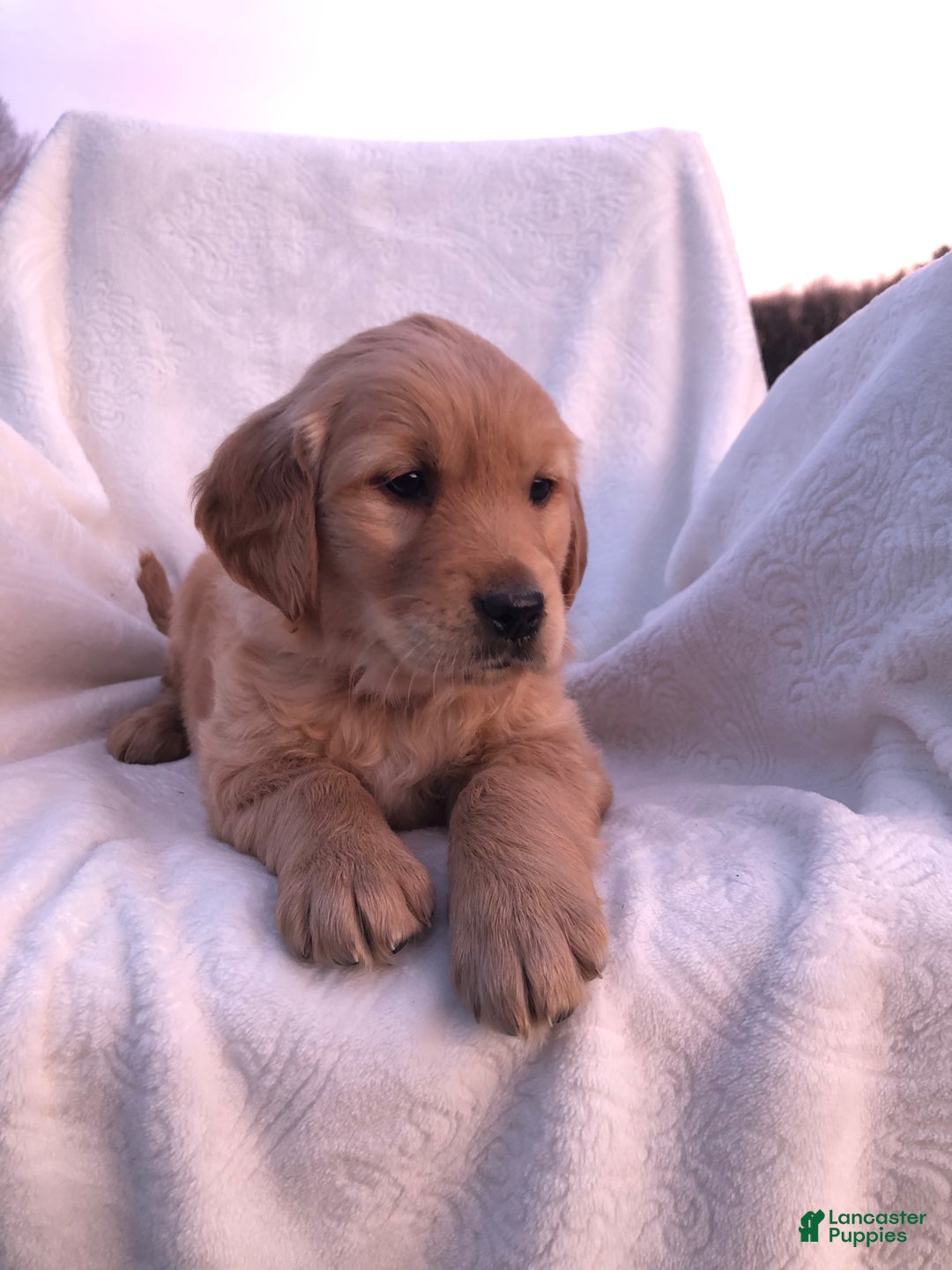 Golden Retriever dogs for sale: Romeo - Ad 16