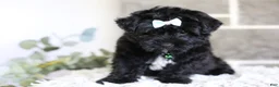 Yorkiepoo dogs for sale: Pixie - Ad 2