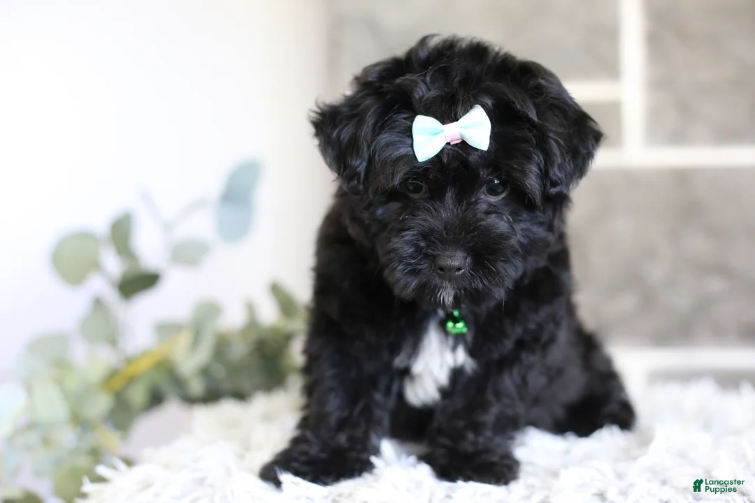 Yorkiepoo dogs for sale: Pixie - Ad 2
