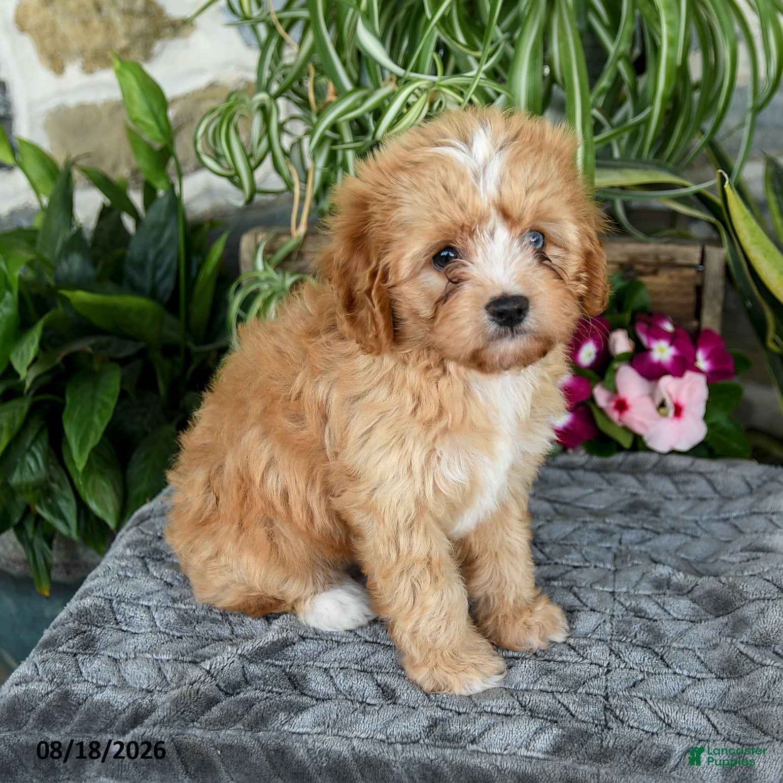 Cavapoo dogs Taffy - Ad 2