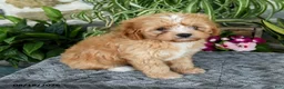 Cavapoo dogs for sale: Taffy - Ad 2