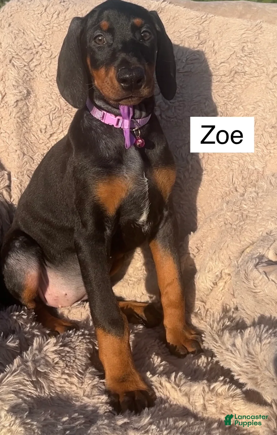 Doberman Pinscher dogs for sale: Zoe - Ad 1