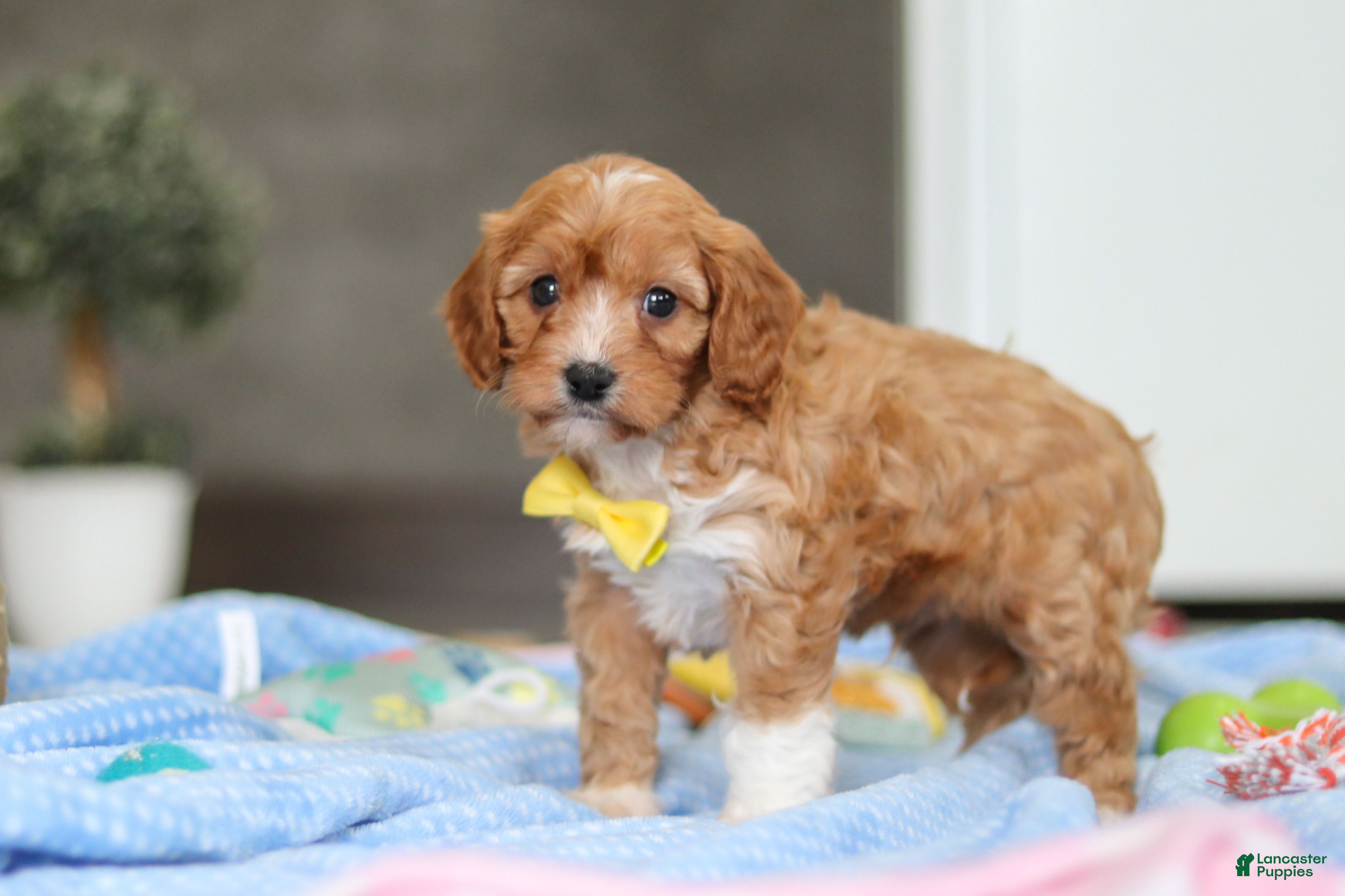 Cavapoo dogs Max - Ad 1